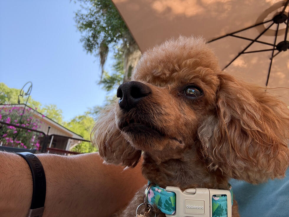 Gigi with her intent eyes