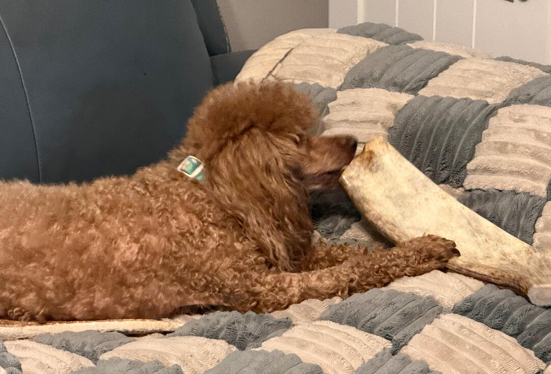 Big chews don't scare her