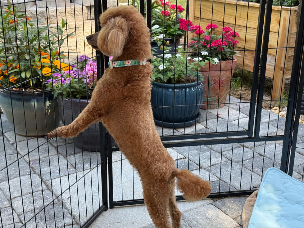Gigi looking for mama