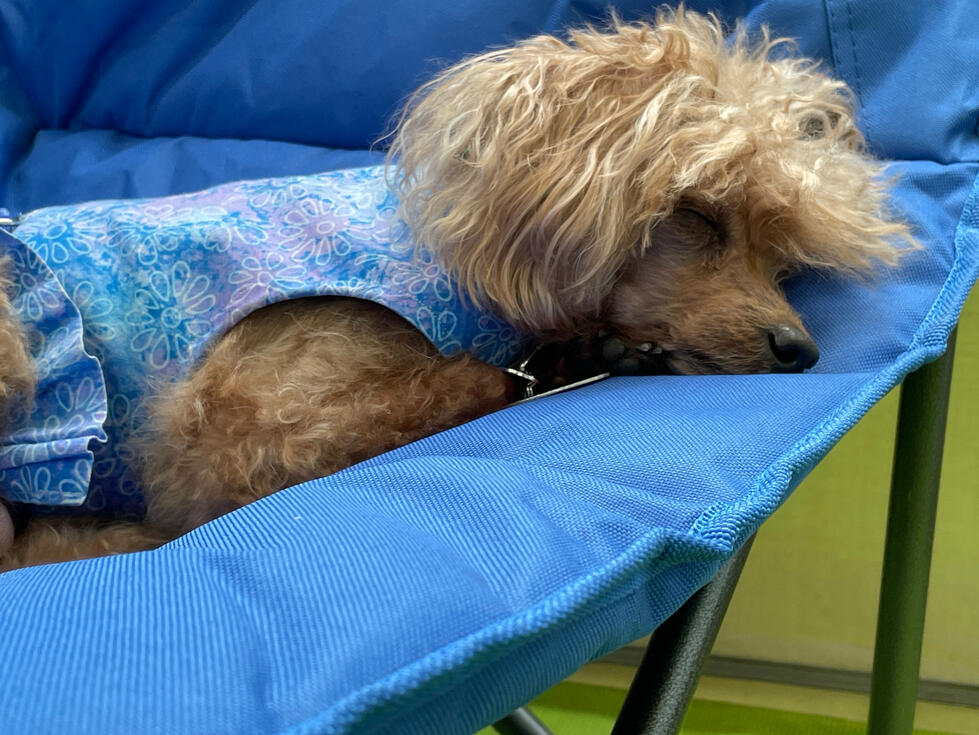 Resting even while camping