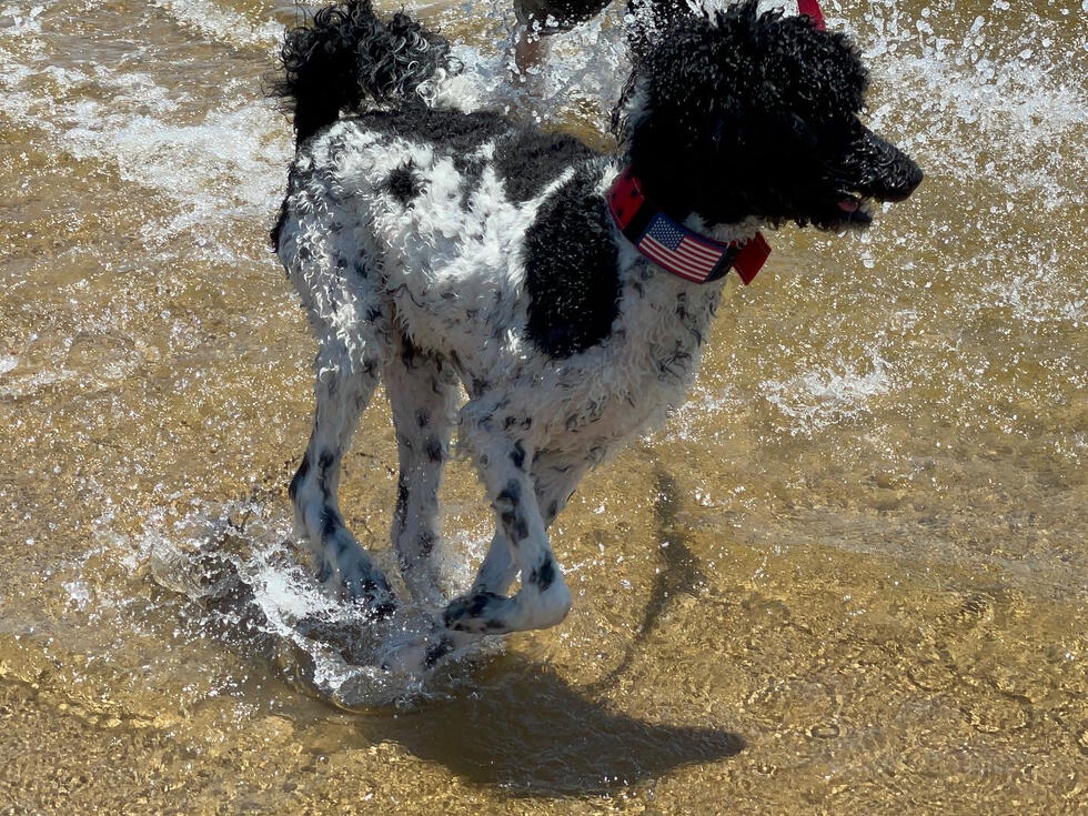 Argos