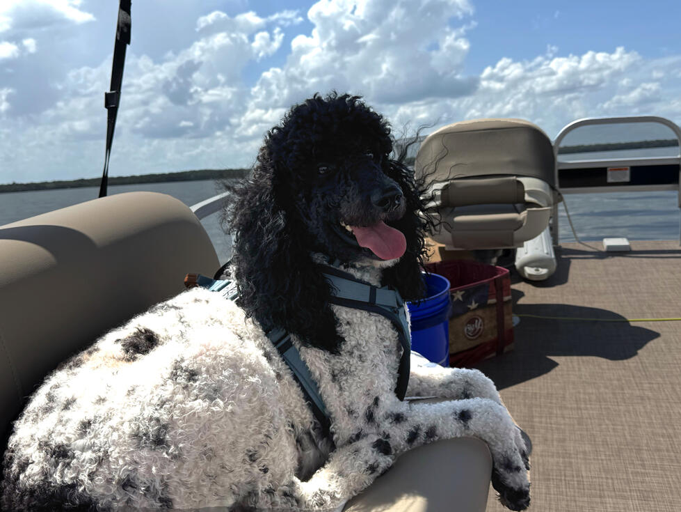 Argos loves going on the boat