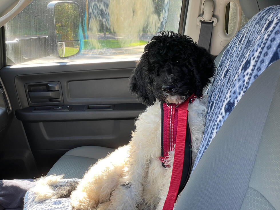 Argos on his first day with us coming home.