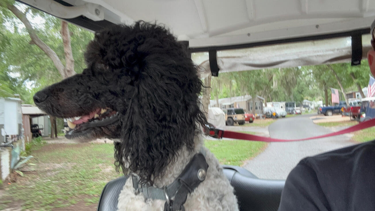 Argos loving the golf cart