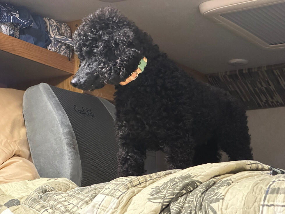 Why is the bed so high up?
