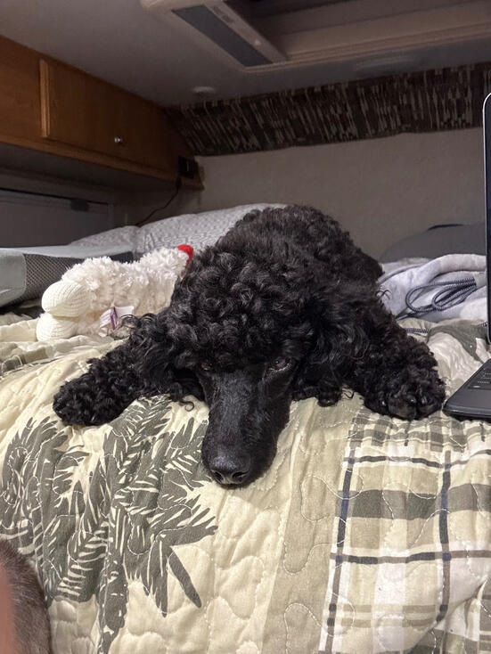 Sissy resting in the camper