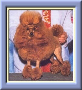 AKC Champion